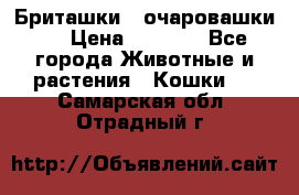 Бриташки - очаровашки.  › Цена ­ 3 000 - Все города Животные и растения » Кошки   . Самарская обл.,Отрадный г.